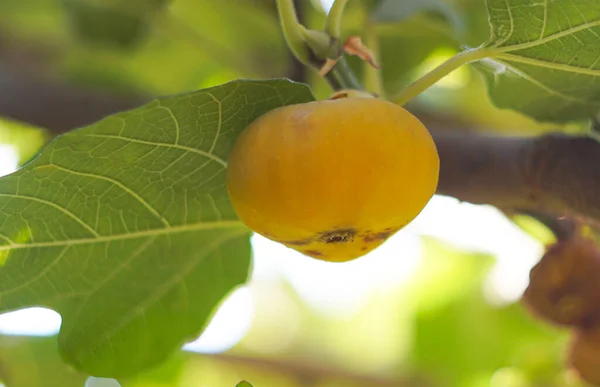 Ncir Ağacı Meyve Sarı Incir — Stok fotoğraf