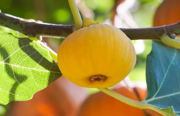 Higuera Fruta Higo Amarillo —  Fotos de Stock