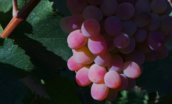 Виноград Розовый Виноград Созревший Поздней Осенью — стоковое фото
