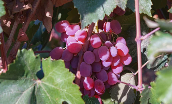 Виноград Розовый Виноград Созревший Поздней Осенью — стоковое фото