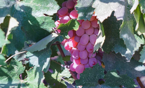 Winogrona Różowe Winogrona Dojrzewające Późną Jesienią — Zdjęcie stockowe