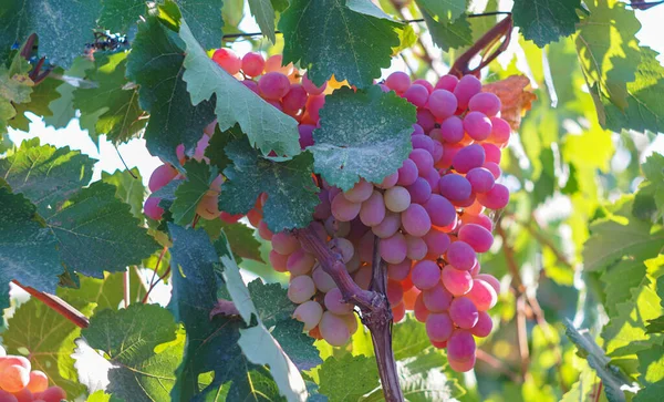 Uvas Uvas Rosa Uvas Amadurecidas Final Outono — Fotografia de Stock