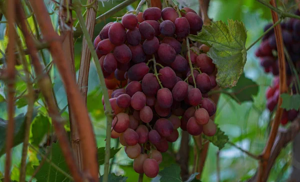 Виноградне Дерево Рожевий Виноград Виноград Дозріває Наприкінці Осені — стокове фото