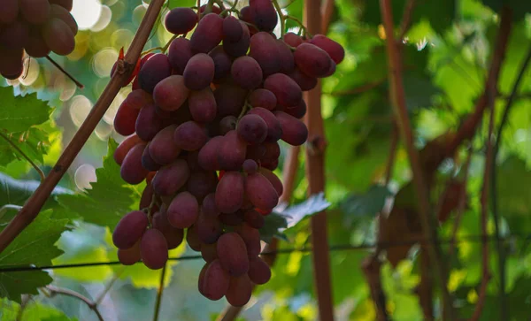 葡萄和粉红葡萄 秋天成熟的葡萄 — 图库照片
