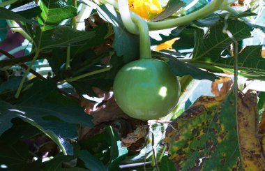                  Kabak bitkisi hasat zamanına giriyor.              