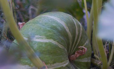                Bahçede kabak, olgunlaşmamış mavi kabak                