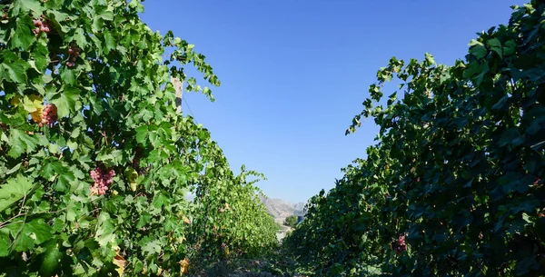 Large Vineyard Area Vineyards Foot Mountain — Stock Photo, Image