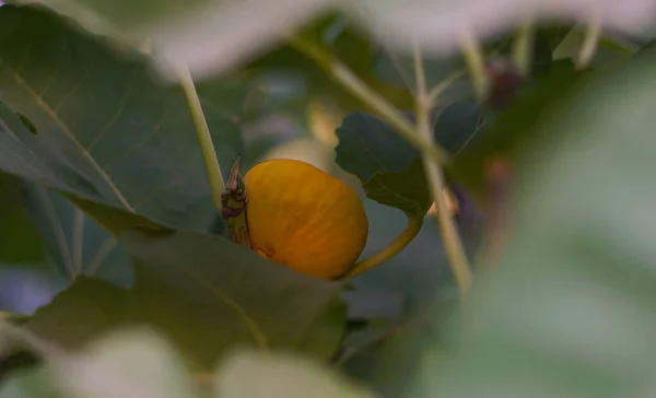 Higuera Amarilla Fruta Amarilla Madura Agosto —  Fotos de Stock