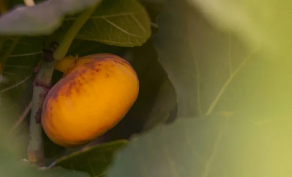 Gele Vijgenboom Geel Fruit Rijpt Augustus — Stockfoto