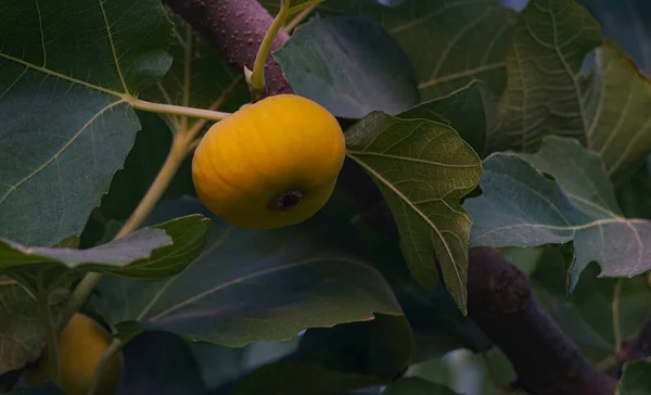 Higuera Amarilla Fruta Amarilla Madura Agosto — Foto de Stock