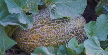                      Tarlada sarı kavunlar, ağlı büyük bir karpuz.          