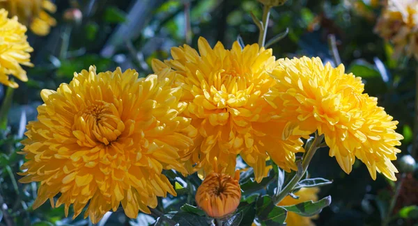 Κίτρινα Λουλούδια Λουλούδια Είναι Πολύ Μεγάλα — Φωτογραφία Αρχείου