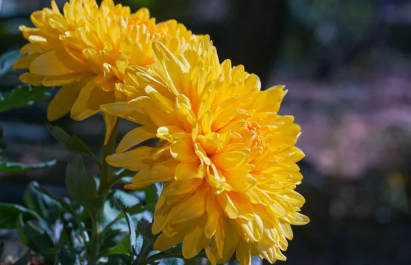 Amarillo Raomashka Flores Las Flores Son Muy Grandes — Foto de Stock