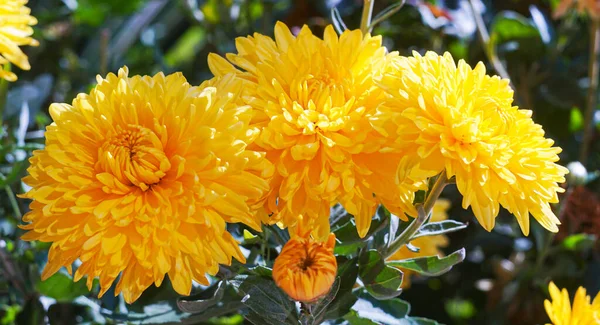 Yellow Raomashka Flowers Flowers Very Large — 图库照片