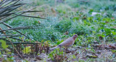                        Kuş otların arasında yiyecek arıyor.        