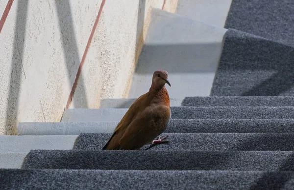 Bird Trapped House Does Know How Get Out — Stockfoto