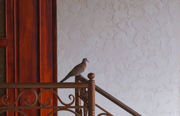 Evde Kapana Kısılmış Kuş Dışarı Nasıl Çıkacağını Bilmiyor — Stok fotoğraf