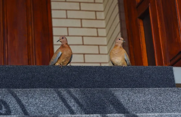 Bird Trapped House Does Know How Get Out — 图库照片