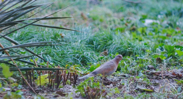                        Kuş otların arasında yiyecek arıyor.        