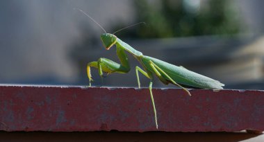               Kayanın üzerinde büyük bir peygamber devesi var.                 