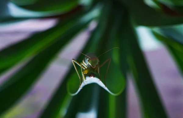 Grande Mantis Galho Árvore — Fotografia de Stock