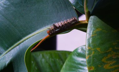               Kıllı solucanlar, çiçek yapraklarındaki sürüngenler                 