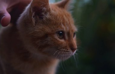                  Sarı kedi yavrusu başıboş bırakıldı.              