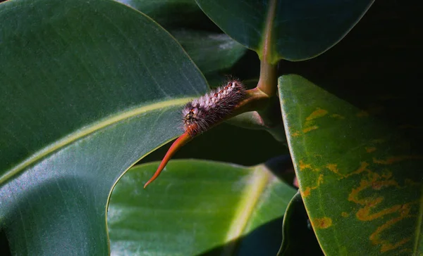 꽃잎에 파충류 — 스톡 사진