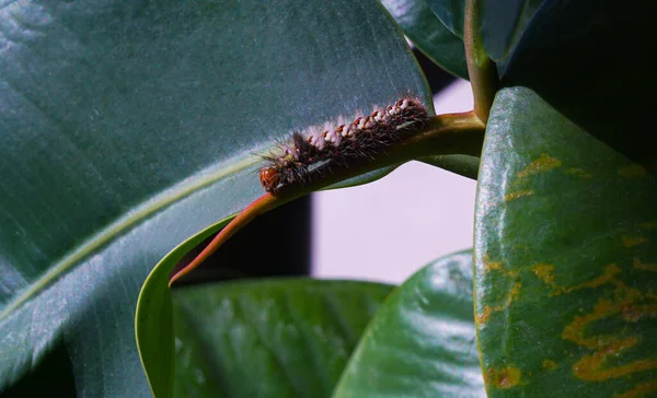 Hairy Worms Reptiles Flower Petals — 图库照片