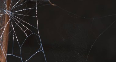                       Bir örümcek ağı, terk edilmiş bir örümcek ağı         