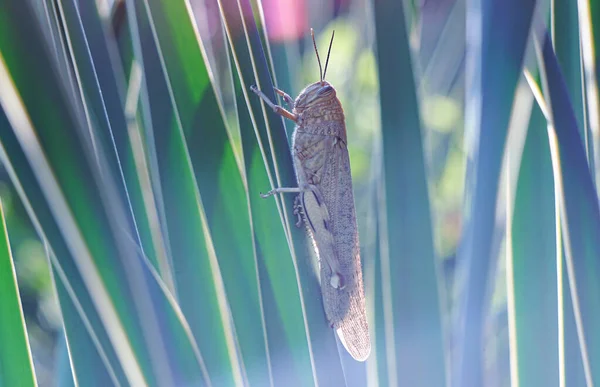 Large locusts on reed leaves