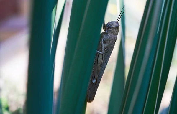 Large locusts on reed leaves