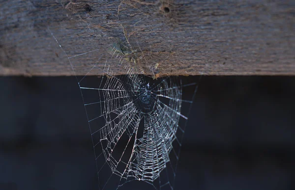 Pavučina Opuštěná Pavučina — Stock fotografie