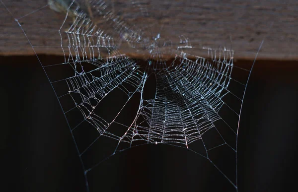 거미줄 버려진 거미줄 — 스톡 사진