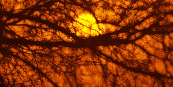 Ana Odak Noktası Soyut Sahte Fotoğrafçılık Güneş Ağacı Dallarının Sahte — Stok fotoğraf