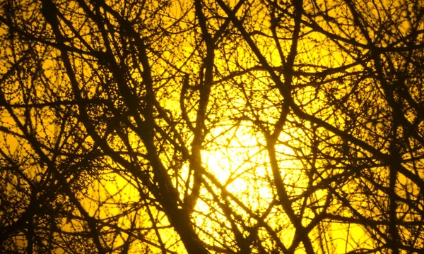 Main Focus Abstract Boke Photography Boke Photography Sun Tree Branches — Stock Photo, Image