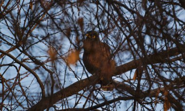                        Ağaç dalları arasında bir kuş görülür, kuş ağaç dallarıyla kaplıdır.        