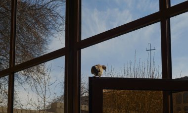                            Evin penceresinde güvercinler, insanlara yakın yaşayan kuşlar.    