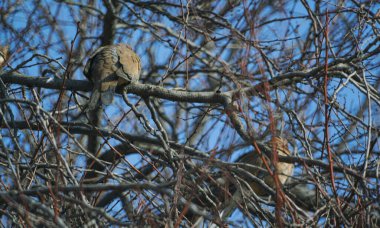              Ağaçtaki güvercin güvercinin boynunu uzatır.                  