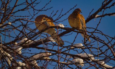                               Ağaçtaki güvercin güvercinin boynunu uzatır.               