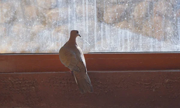 Голуби Окне Дома Птицы Которые Живут Рядом Людьми — стоковое фото