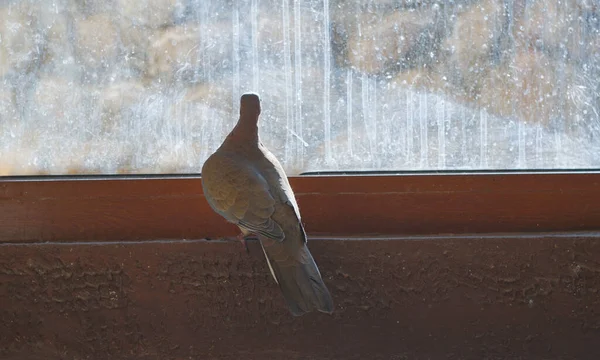Duvor Husfönstret Fåglar Som Bor Nära Människor — Stockfoto