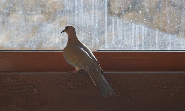 Pigeons House Window Birds Live Close People — Stock Photo, Image