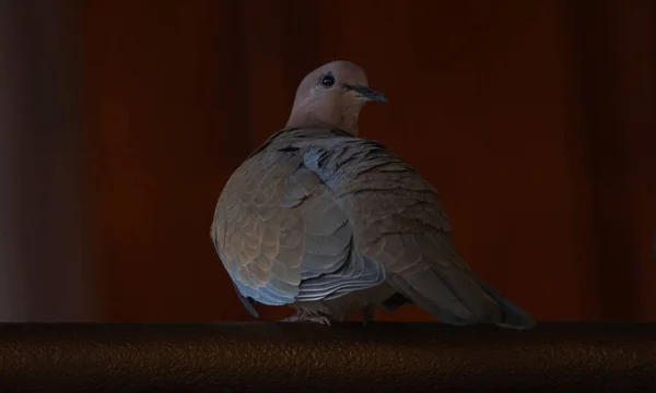 Verandada Kilitli Güvercinler Insanlara Yakın Yaşayan Kuşlar — Stok fotoğraf
