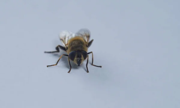Pszczoły Białym Tle Makro Obraz — Zdjęcie stockowe