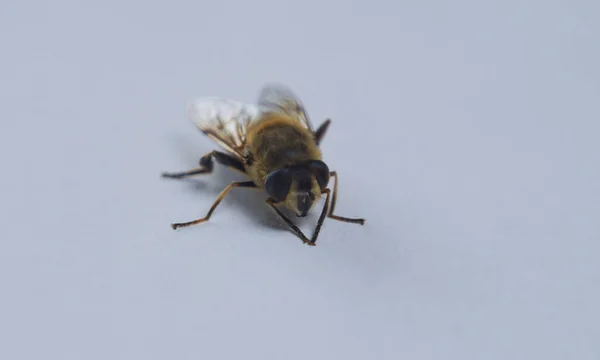 Včely Bílém Pozadí Makro Obrázek — Stock fotografie