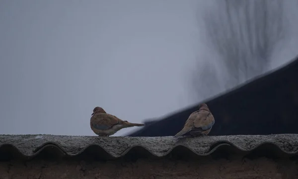 房子的屋顶上有鸟 雨中也有鸟 — 图库照片