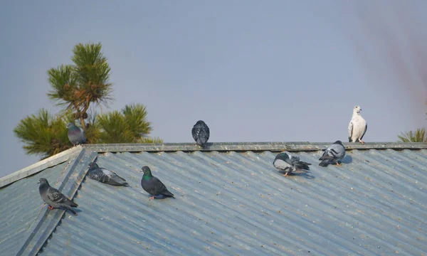 屋顶上的鸽子 各种各样的鸽子 — 图库照片