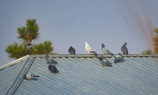 屋顶上的鸽子 各种各样的鸽子 — 图库照片