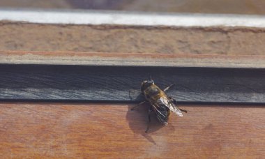 Arılar pencerelerin arkasında sıkışmış, makro resim            